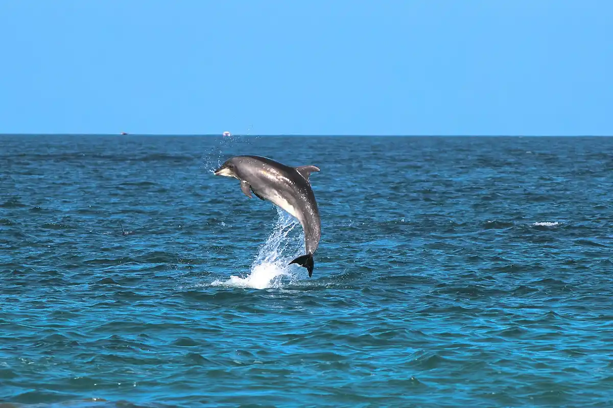 Dolphin & Whale Watching