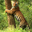 safari in indian forest