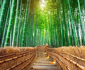 Arashiyama Bamboo Grove