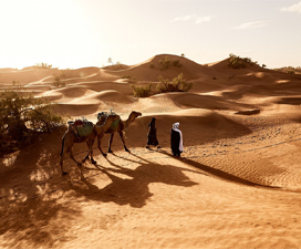 Desert Safari