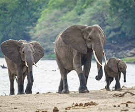 Elephant-Beach-Havelock-Island