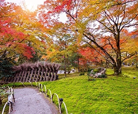 Nara Park