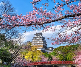See Blossoming Sakura Trees or Koyo Scenery