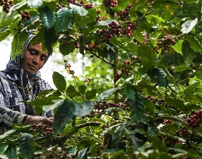 Coorg-Coffee-Country-Img