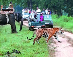 Go on Wildlife Safaris