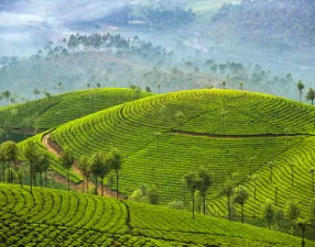 Munnar-Tea-Hills-Img