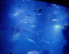 Underwater World Langkawi
